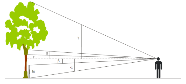 Mesura dels angles en l'alzina surera