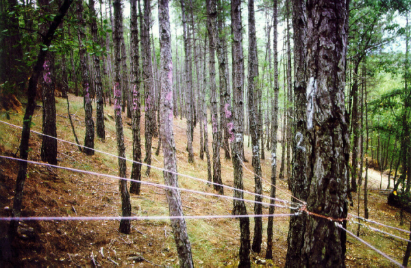 Estaci de mostreig i arbre 1 en primer terme