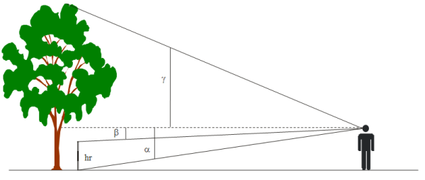 Esquema dels angles per calcular l'alada dels arbres