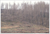 Bosc de pinassa cremat l'any 1994 al gran incendi forestal del Bergued